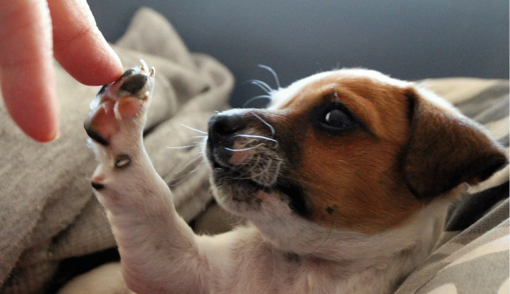lugares pet friendly mexicali